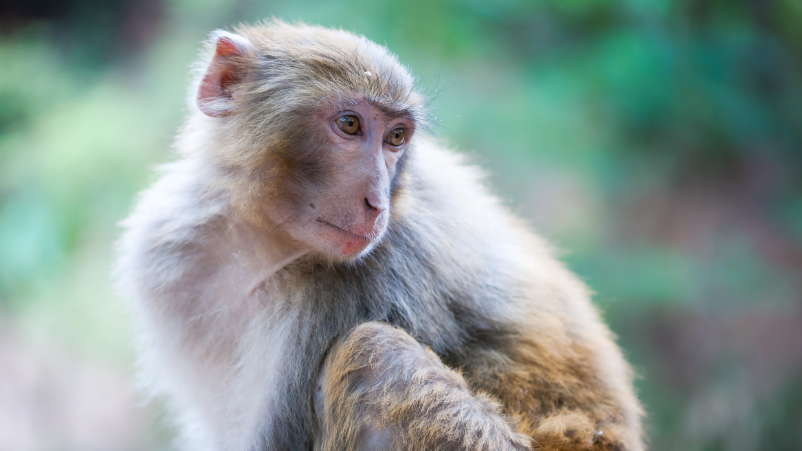 A rhesus macaque monkey