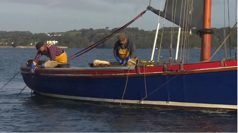 Fishermen dredging for native oysters from a blue sailing boat on the River Fal.