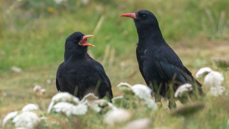 Two black birds with distinctive curved red bills are seen on rough grassy land. There appear to be leaves near them.