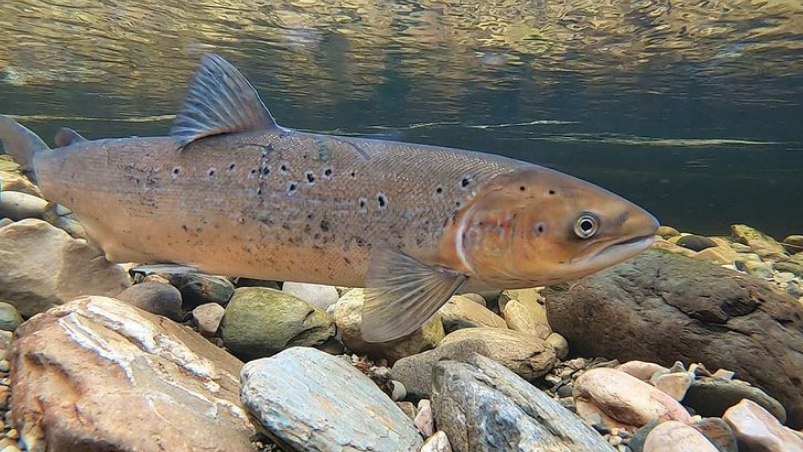 An underwater close-up shot of an Atlantic salmon swimming close to the rocky bed of a shallow watercourse.