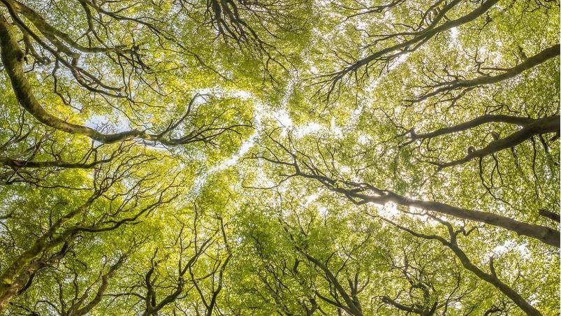 A view upwards through the tree canopy in Exmoor National Park. It shows the branches reaching towards the light and the bright green leaves clustered close together.