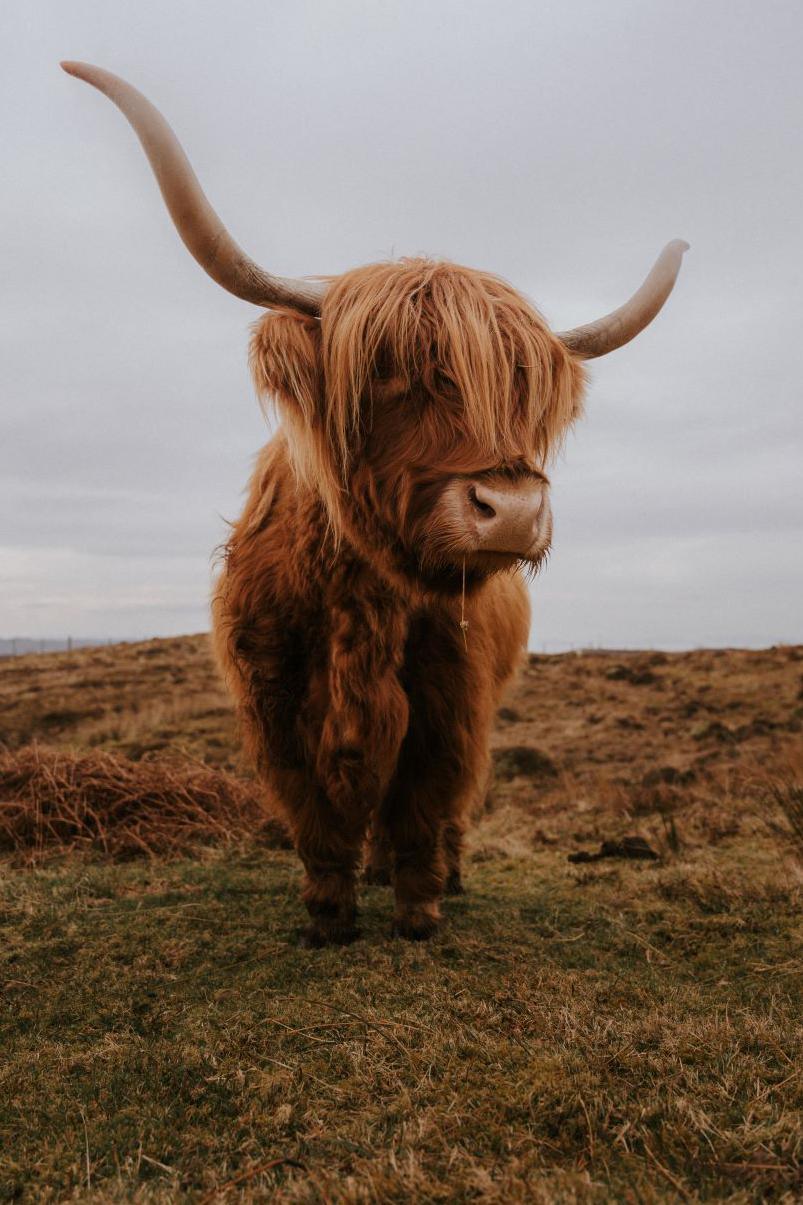 Highland cattle