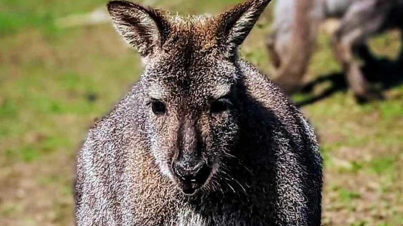 Mr Willoughby Wallaby in his enclosure in happier times