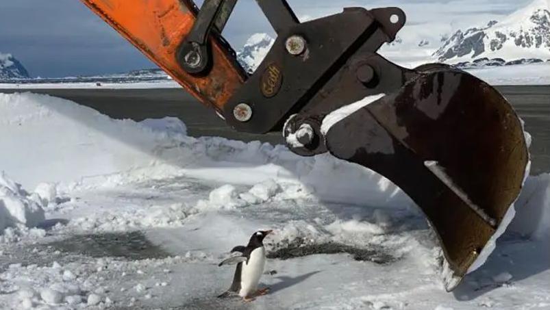 a penguin in Antarctica and a construction digger