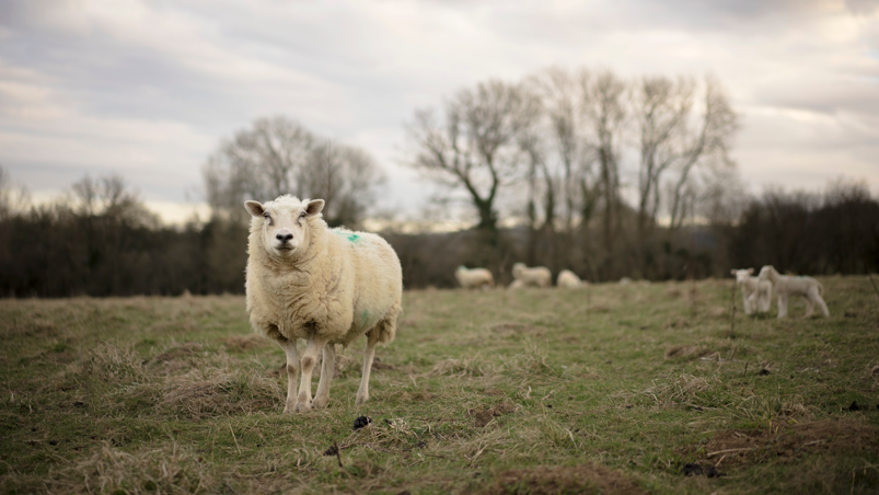 A sheep is looking at the camera while standing in a field. There are some lambs behind it.
