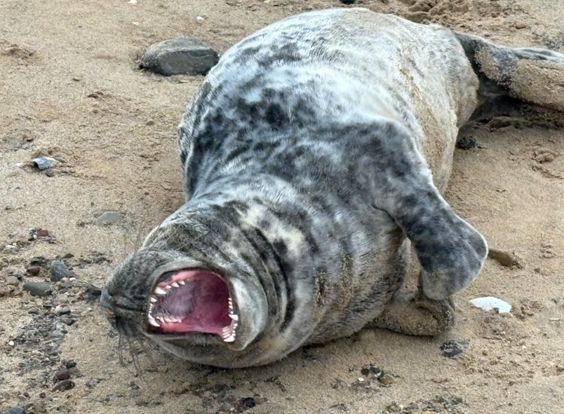 A juvenile seal laid on a beach with its mouth wide open showing its teeth. It is grey in colour with speckles of white.