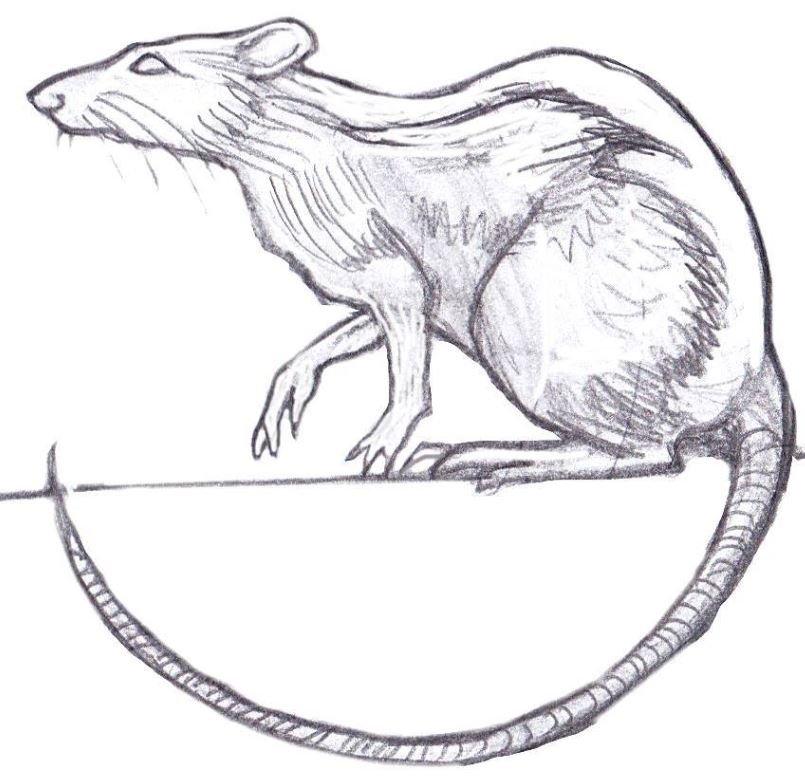 Rat