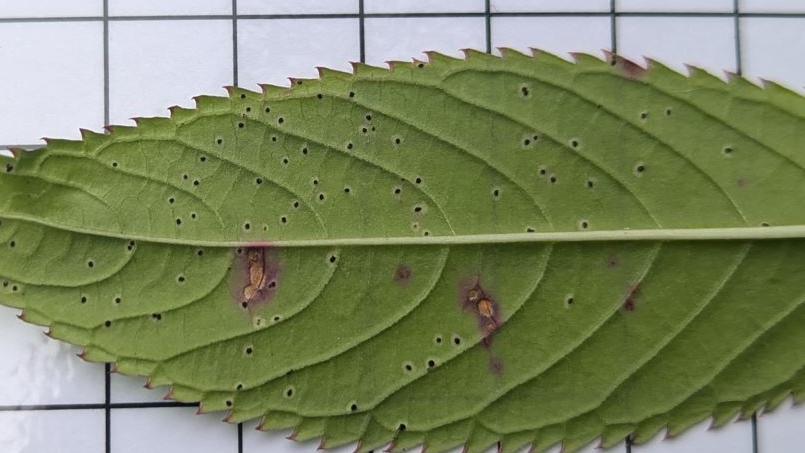 A large green leaf with several dark marks implying decay caused by rust fungus