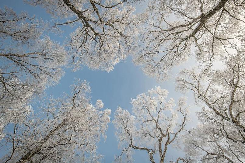 Winter trees