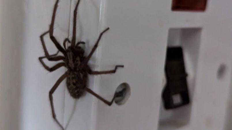 Small brown-coloured spider on a white electrical socket 