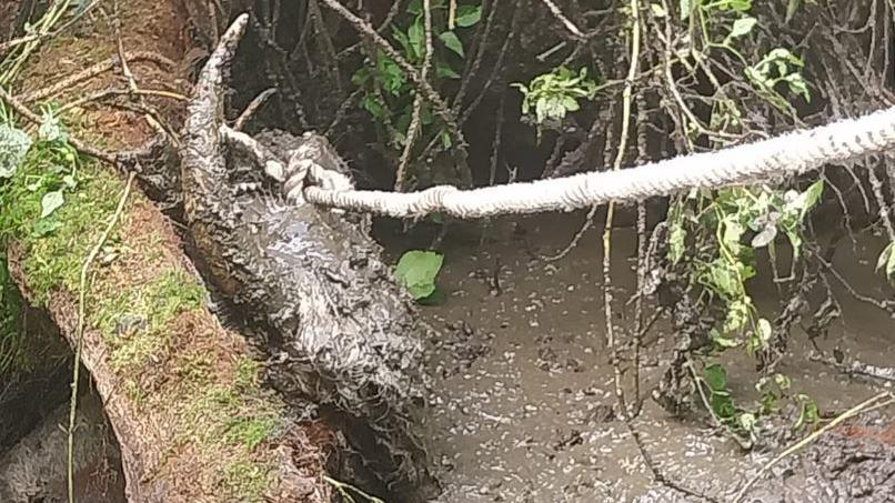 A cow covered in mud in a ditch with a rope around its head during the rescue operation