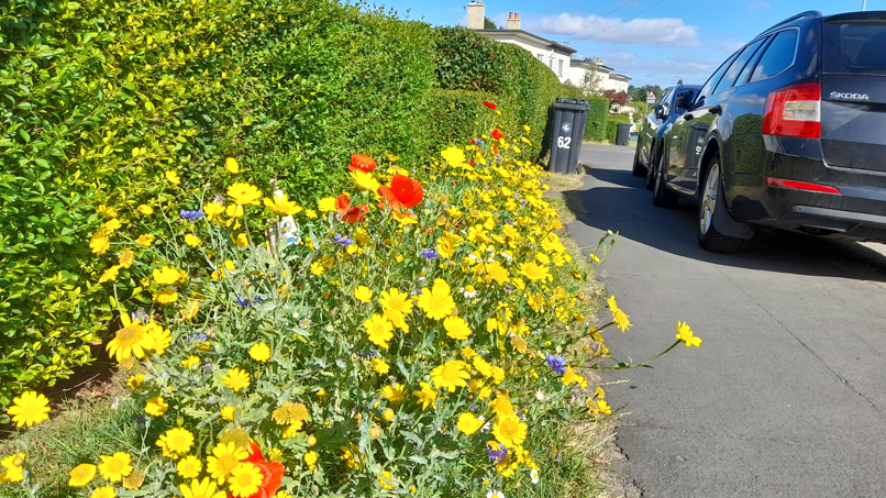 A green hedgerow is bordered by a row of wildflowers, which are mostly yellow but also purple and red. The flowers are on the edge of a pavement, which has cars parked across it.