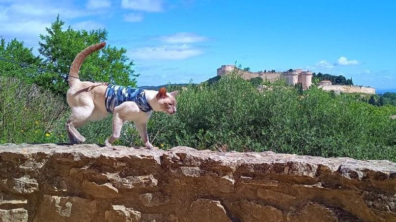 Felix the cat with a French castle in the background