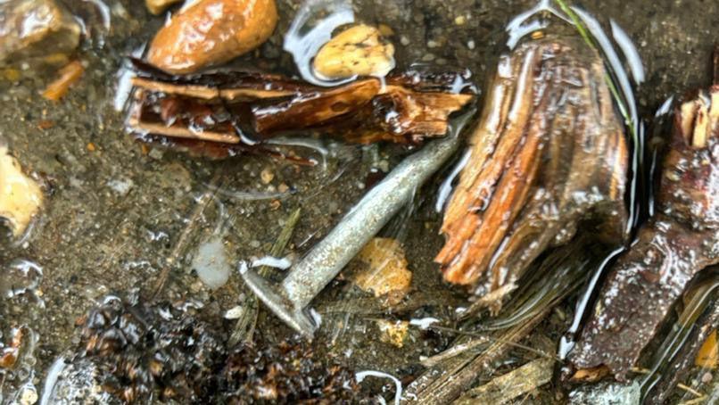 A metal nail in wet mud