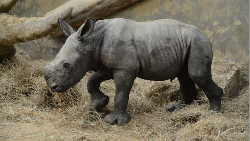 A rhino calf is seen standard on straw in it's enclosure.