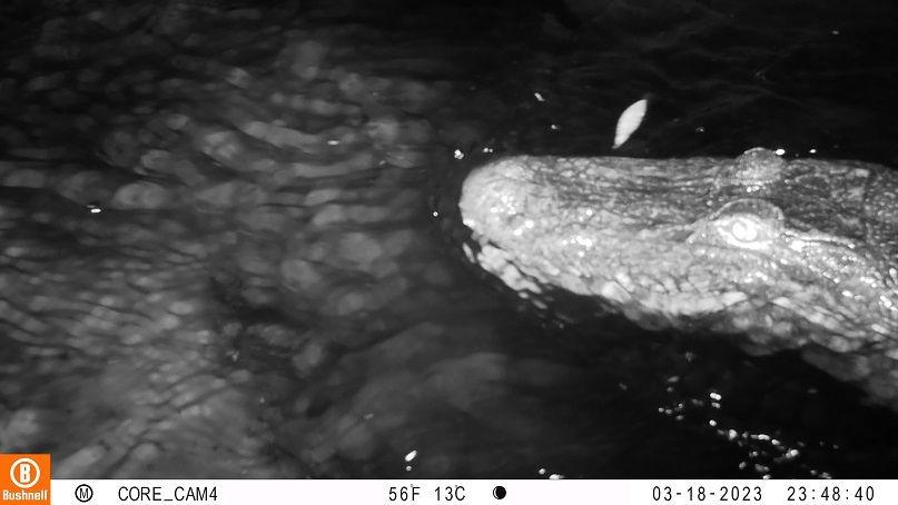 Alligator captured by camera trap. 