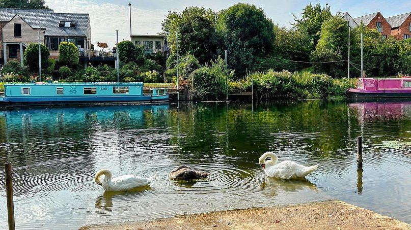 Three swans near a concrete dock on a river. There are boats further behind. The swans look to be cleaning themselves, with their heads resting on their chests while they swim.