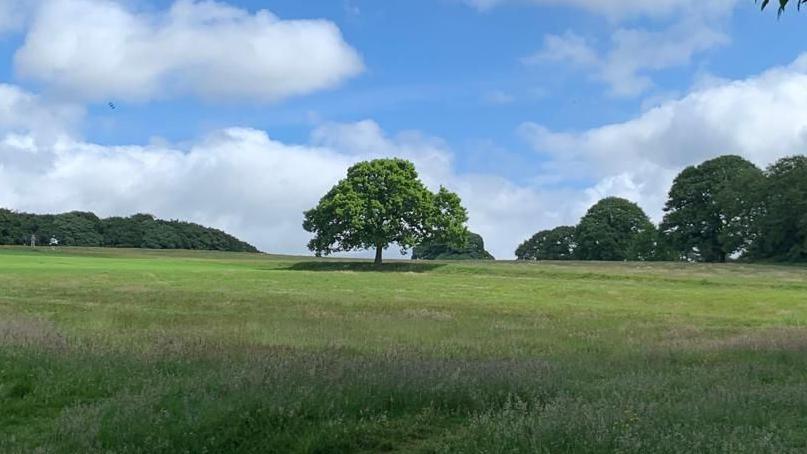 A lone tree stands in a grass field, with woodland in the distance.