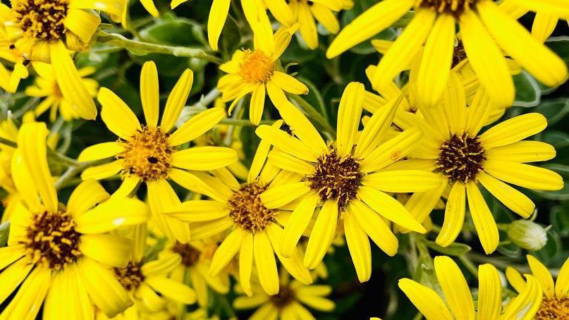 About a dozen flowers with long yellow petals in Bromsgrove Worcestershire with green leaves in the background