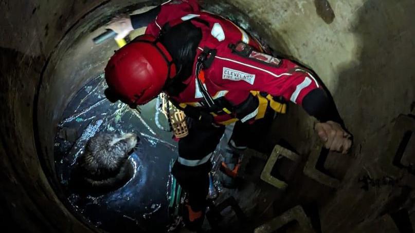 A firefighter in the well with the dog