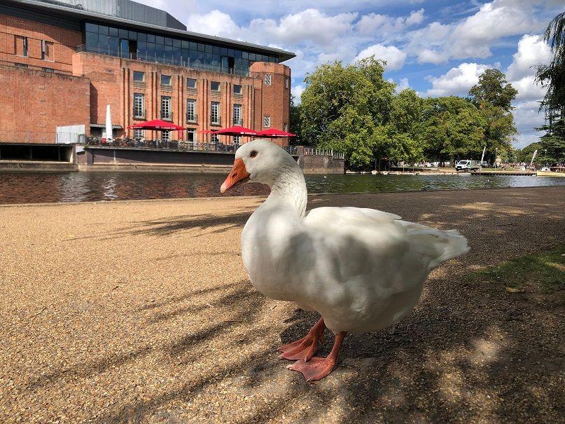 A white duck with an orange beak stands on its orange webbed feel on a brown path next to a stretch of water. Across the water is a large, red brick building.