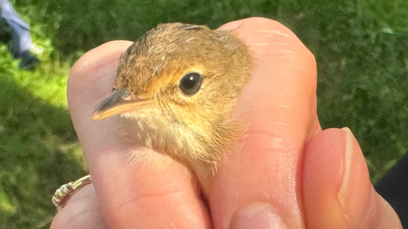 A small bird being held between two fingers. 