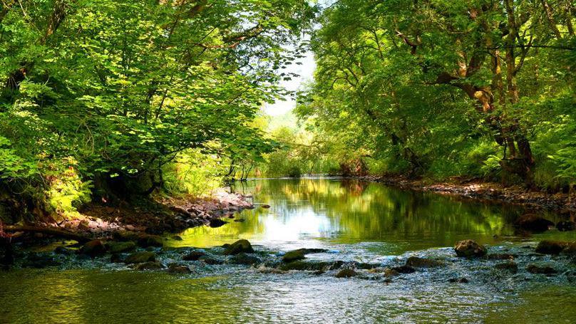 A small river running through trees in Galloway