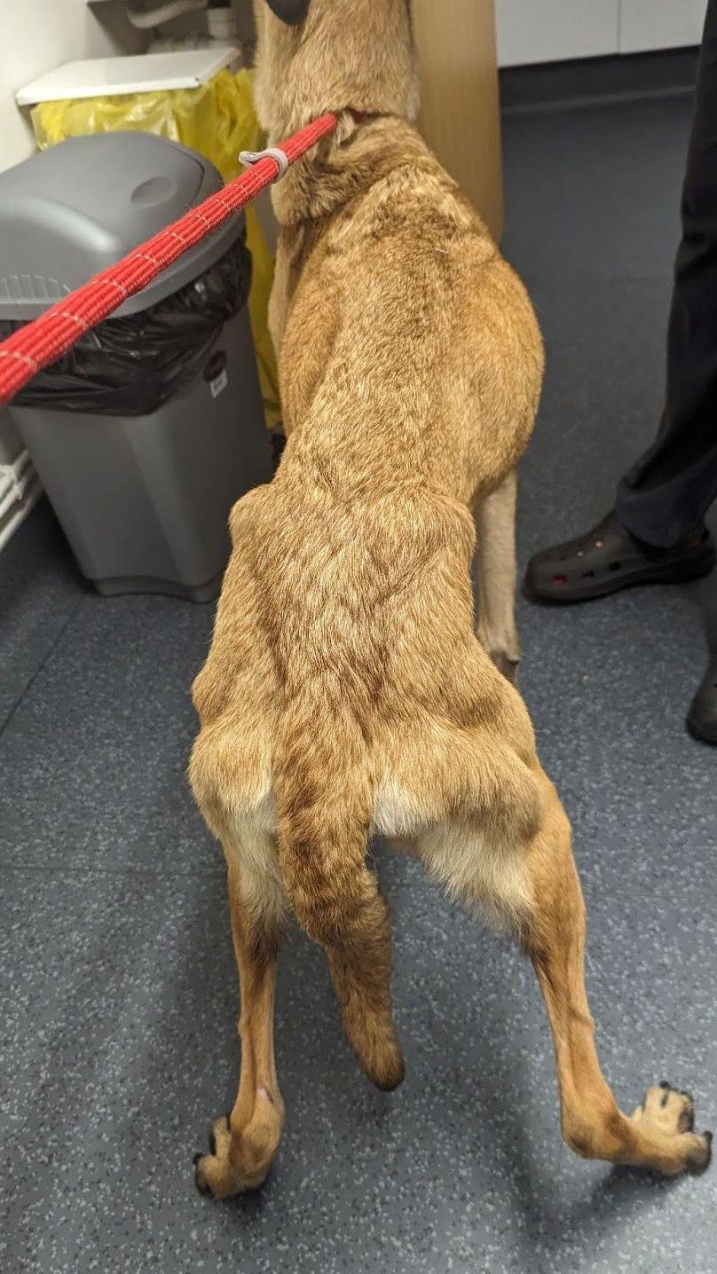 A Malinois dog whose ribcage is visible underneath its coat.