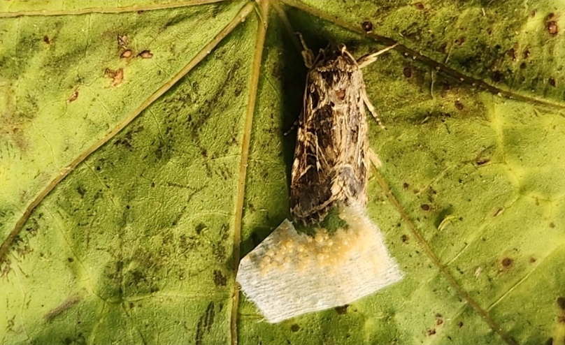 A brown moth laying white eggs on a green tomato plant