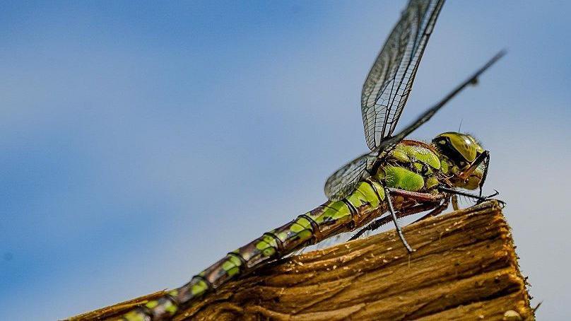 A green dragonfly with a long tale sits on a piece of wood. It has long, veined wings spread out.
