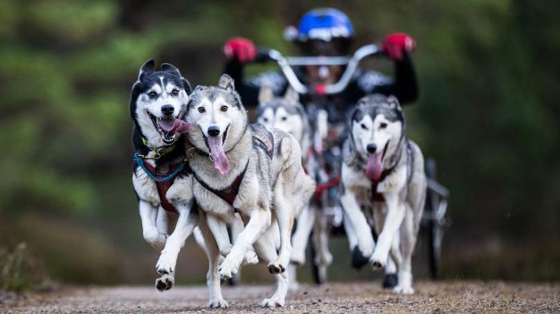 Sled dog rally