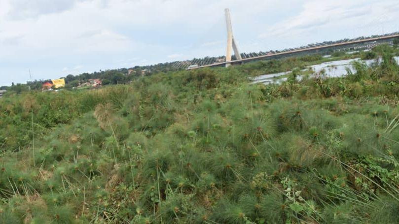 A spokesman for Uganda Electricity Transmission said the floating island was the size of two football pitches