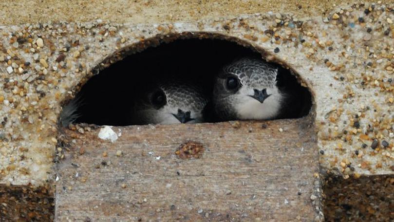 Two swifts sitting in a swift box up the tower. Their small heads are poking through the hole. They have light grey feathers and white under their beak.