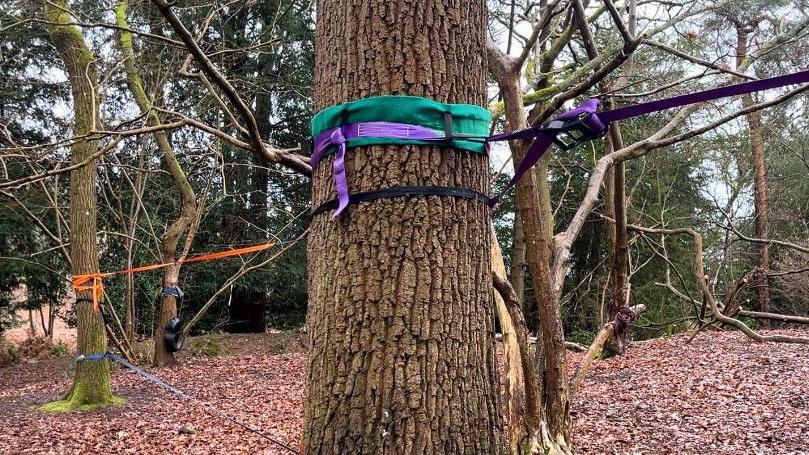 A tree with purple and green wires tied to it. Orange wires are also tied between two trees in the clearing in a forest.