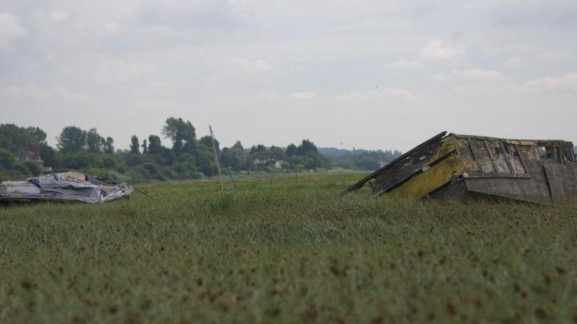 Rotting boat hulls in marshland.