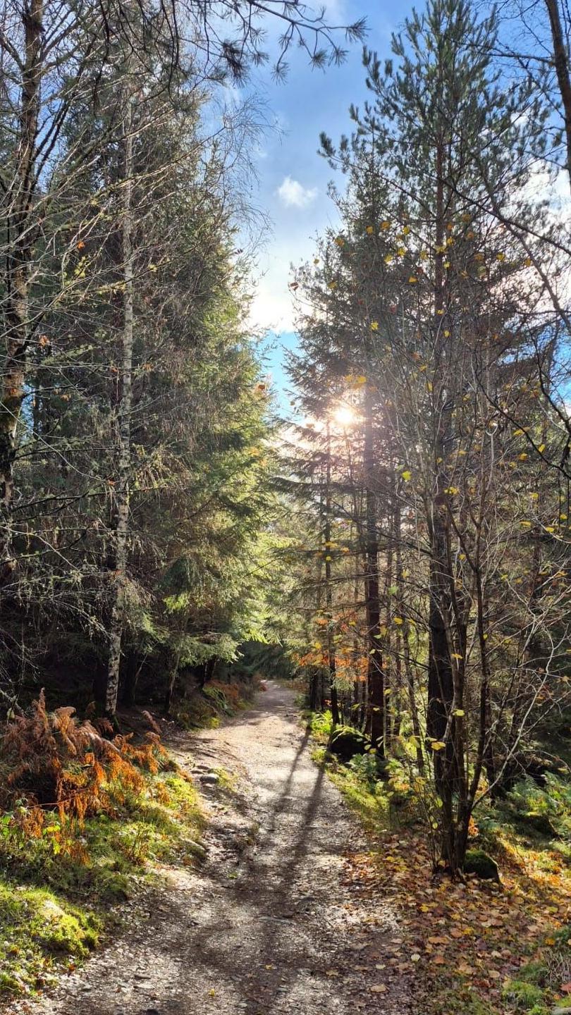A dirt trail winds through a dense forest with sunlight streaming through tall trees.