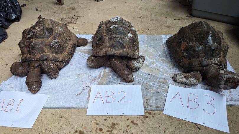A photo of the tortoises