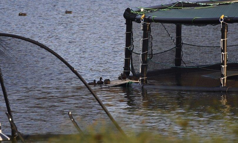 Pochards using the ramp to a floating platform