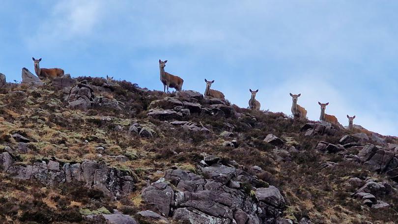 Seven deer are high up on a ridge looking down at the person taking the photograph.