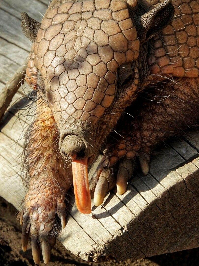 An armadillo in the sunshine with its tongue sticking out