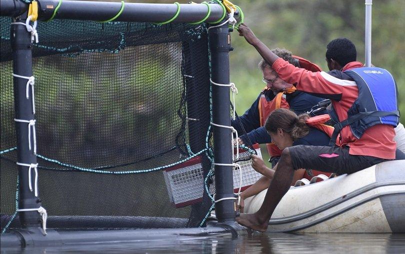 Putting the pochards into the floating aviary