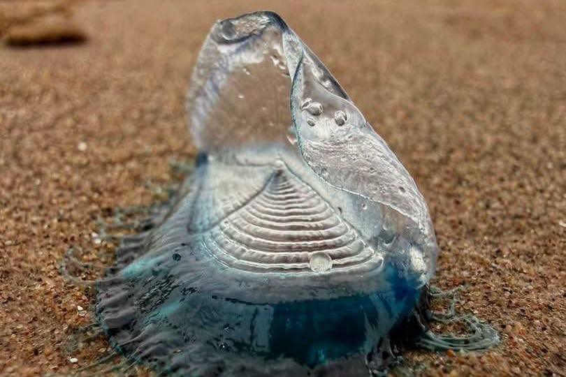 A strange creature with lots of white rings in the centre before a dark blue edge with tendrils stretching into the sand. The white rings in the centre have a semi-transparent 'sail' standing up in the middle of the creature.