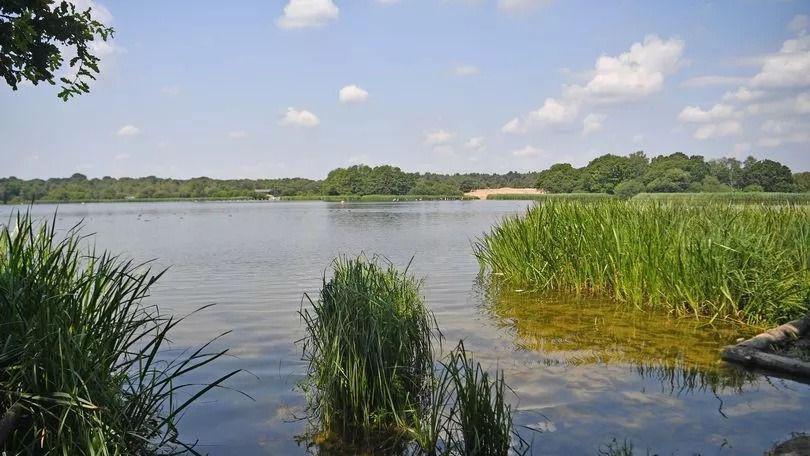 Frensham Great Pond with reeds in the foreground and trees in the background at the far side of the stretch of water