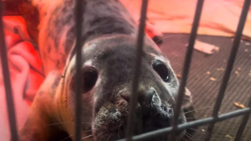 Roar looking through the bars of a cage where he is being cared for. His nose is almost touching the fence and he has large dark eyes. He is half on a white blanket and a red heating light it shining on him