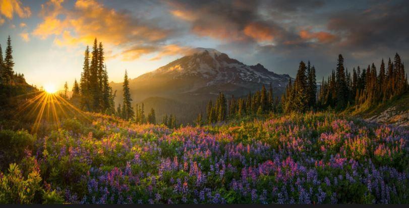 idyllic sunset mountain view with flowers in foreground