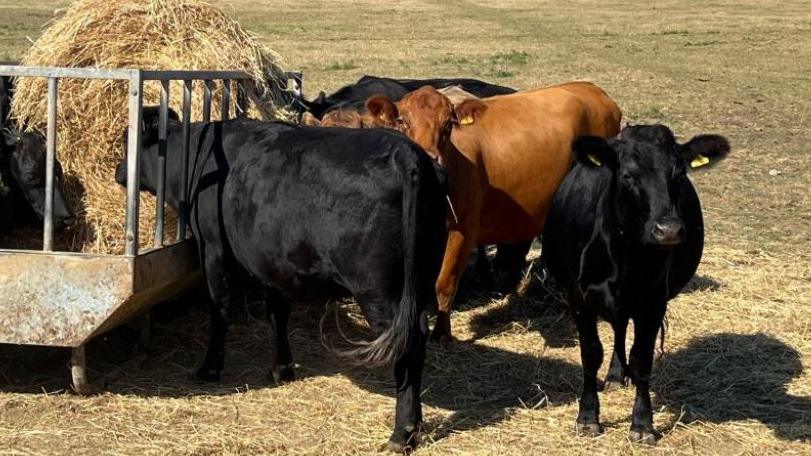 Three black cows and two brown cows in a yellowing field of grass. Two of the black cows are eating hay from a metal trough. 
