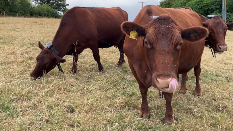 Three Red Poll cattle are standing in a dry field. They all wear electronic collars to control their movement. The nearest cow is extending its tongue. There are flies in the air around the cows. Trees can be seen in the distance.