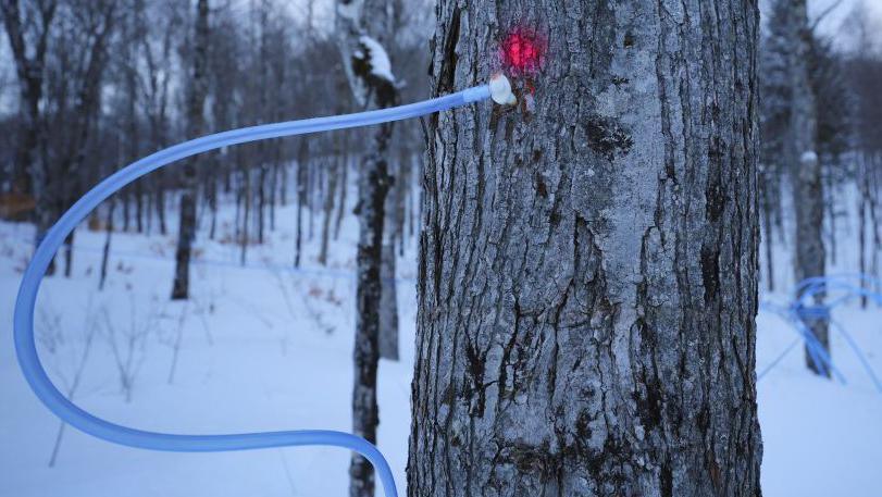 A maple tree that has a pipe attached to extract some of its sap