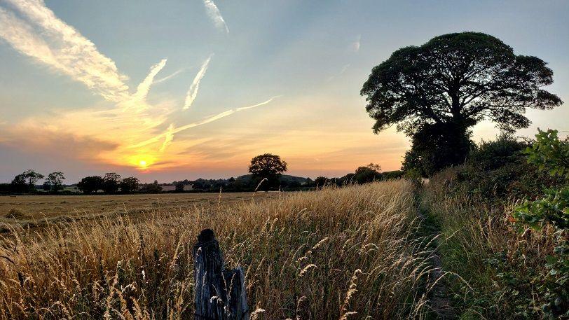 The sun sets in the distance, turning the sky orange and yellow over a field with long strands of corn waving in the breeze and a tree on the right side.