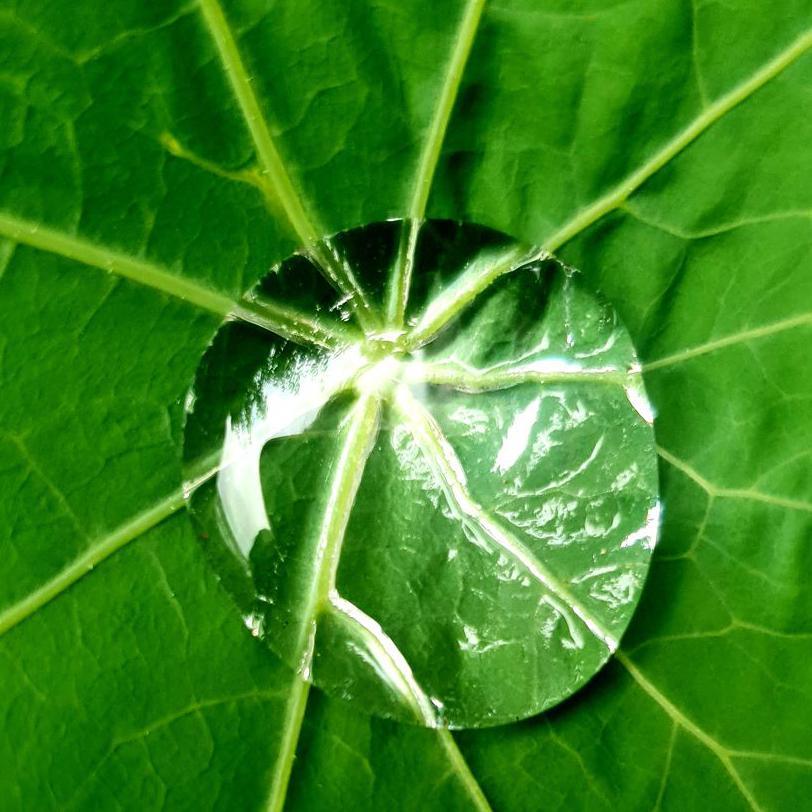 Leaf with water